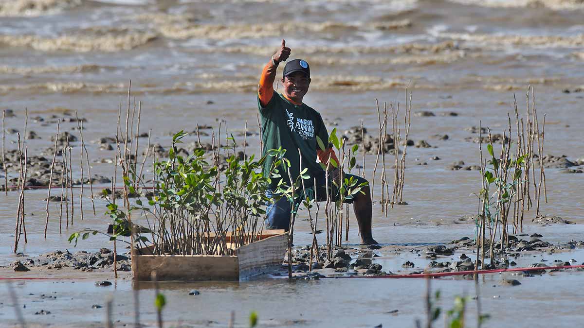 Rimba Raya carbon offset project mangrove restoration in Indonesia