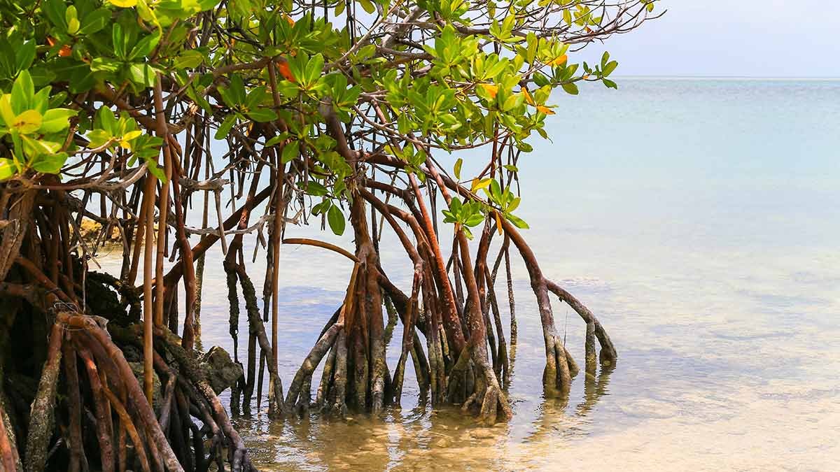 Mangrove tree growing along coast