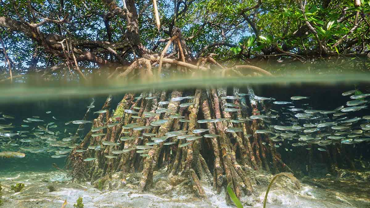 Fish swim among a mangrove tree's roots