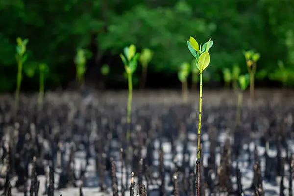 Mangrove seedling growing as part of restoration, an example of a carbon offset project