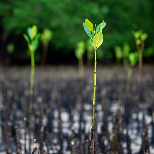 Mangrove seedlings growing and sequestering carbon in their leaves, roots, and soils