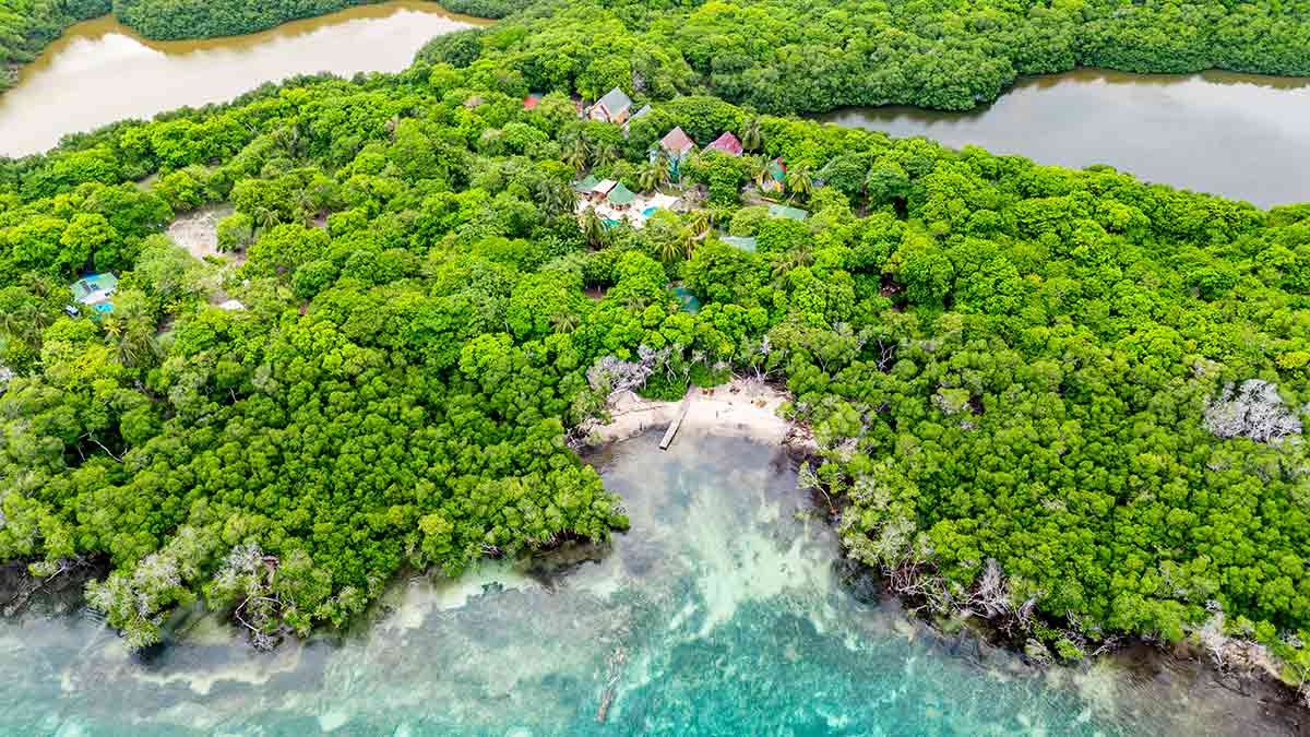 Mangroves providing coastal protection on an island near Cartagena, Colombia