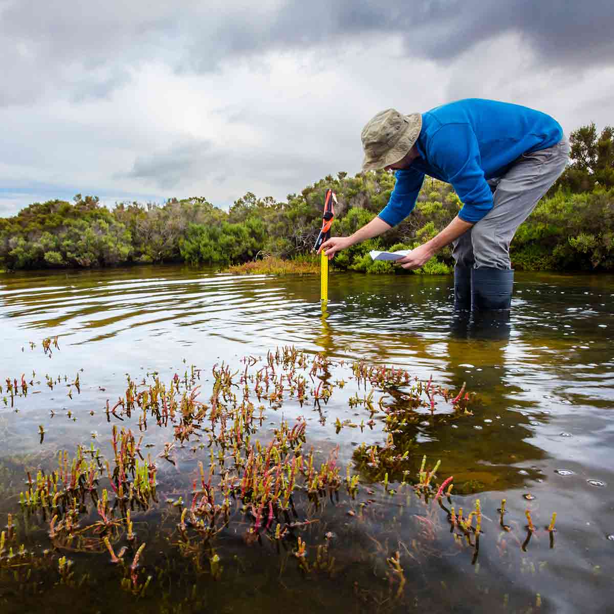 Scientist measuring water depth in a coastal wetland to understand inundation period and impact on ecosystem services.