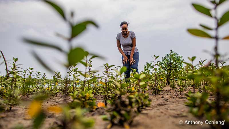 A woman with restored mangrove seedlings at the Mikoko Pamoja blue carbon project in Kenya