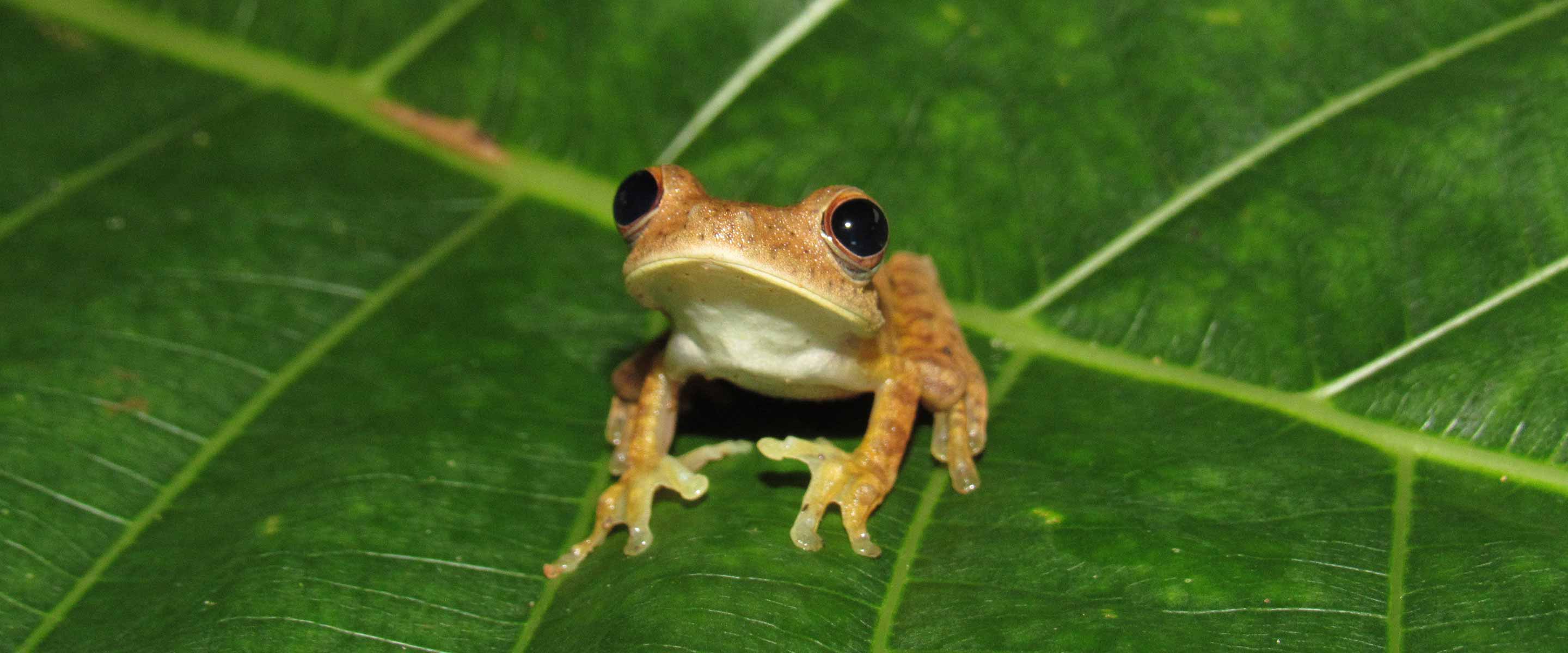 Frog on leaf, Asorpar Reforestation Colombia Carbon Offset Project