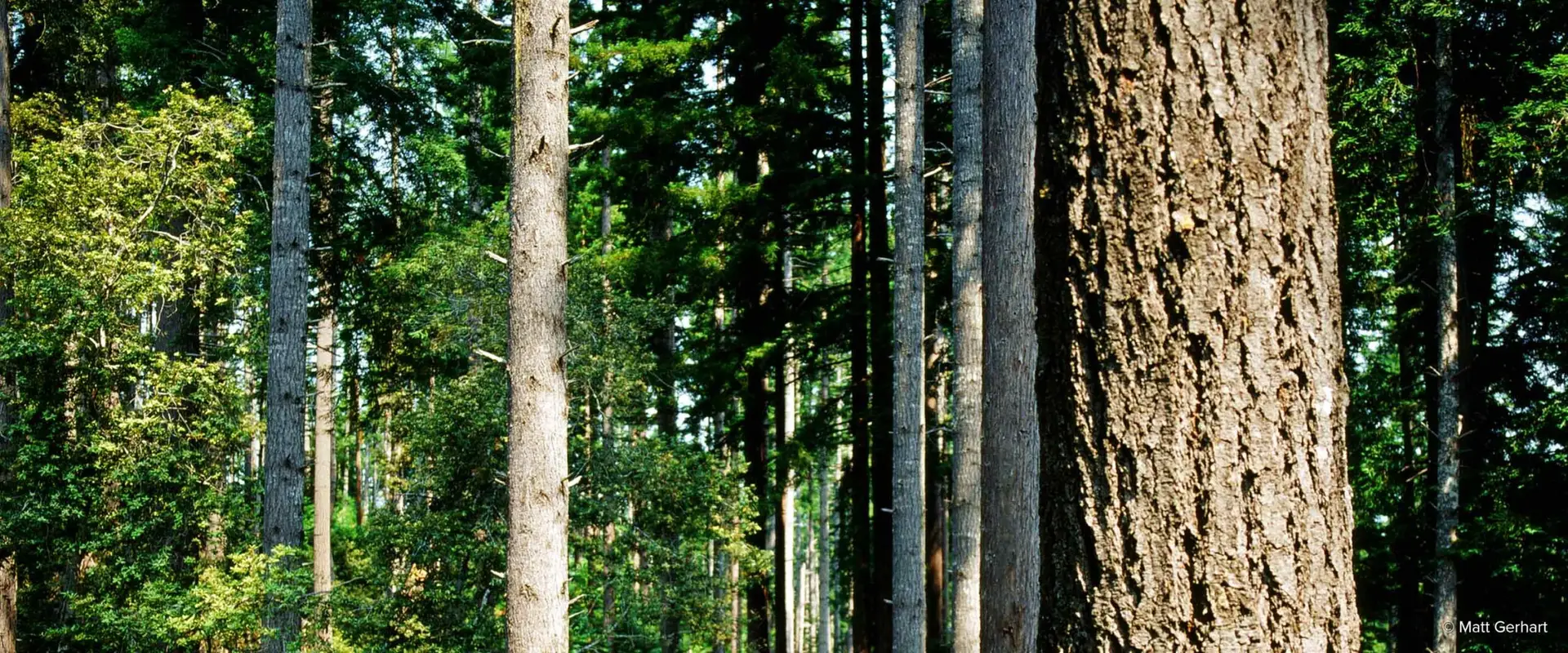 Garcia River Forest in California