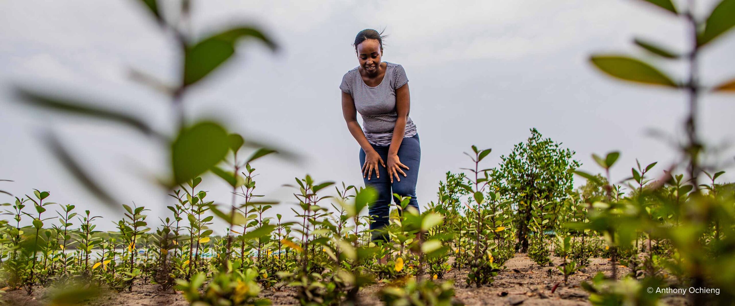 Kenya Blue Forests carbon project - woman with mangroves - credit Anthony Ochieng