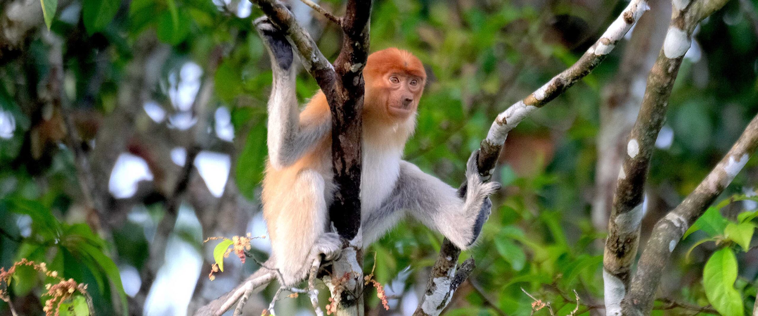 Proboscis monkey in Indonesia Katingan Mentaya carbon offset project