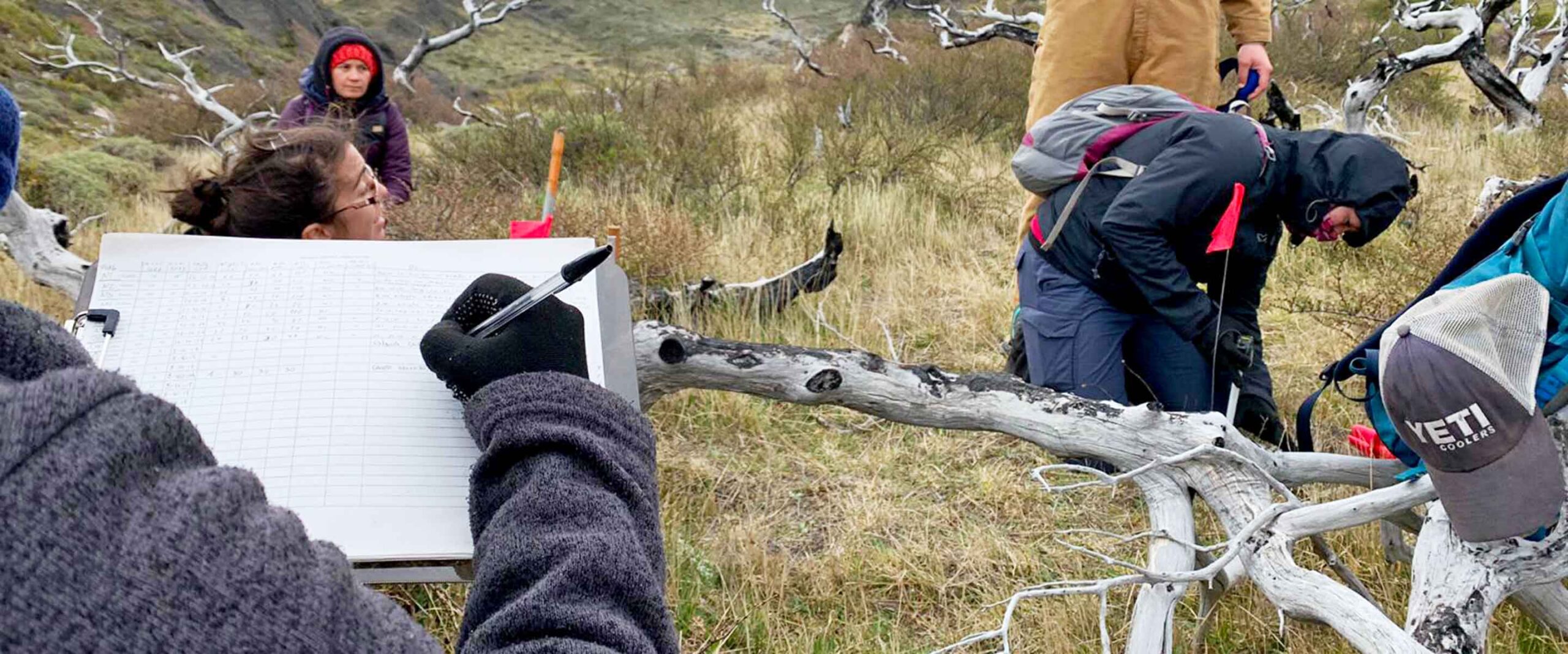 Monitoring Lenga Tree Reforestation in Torres del Paine
