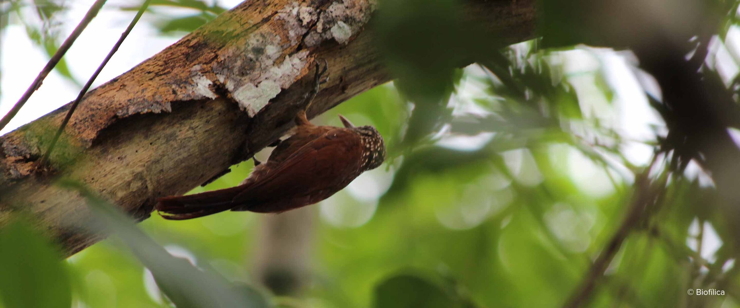 A bird in the Rio Preto Jacunda carbon offset project that conserves a rainforest in the Brazilian Amazon threatened by deforestation