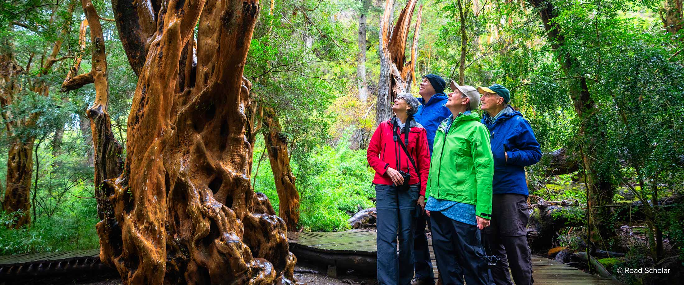 Road Scholar group on forest program