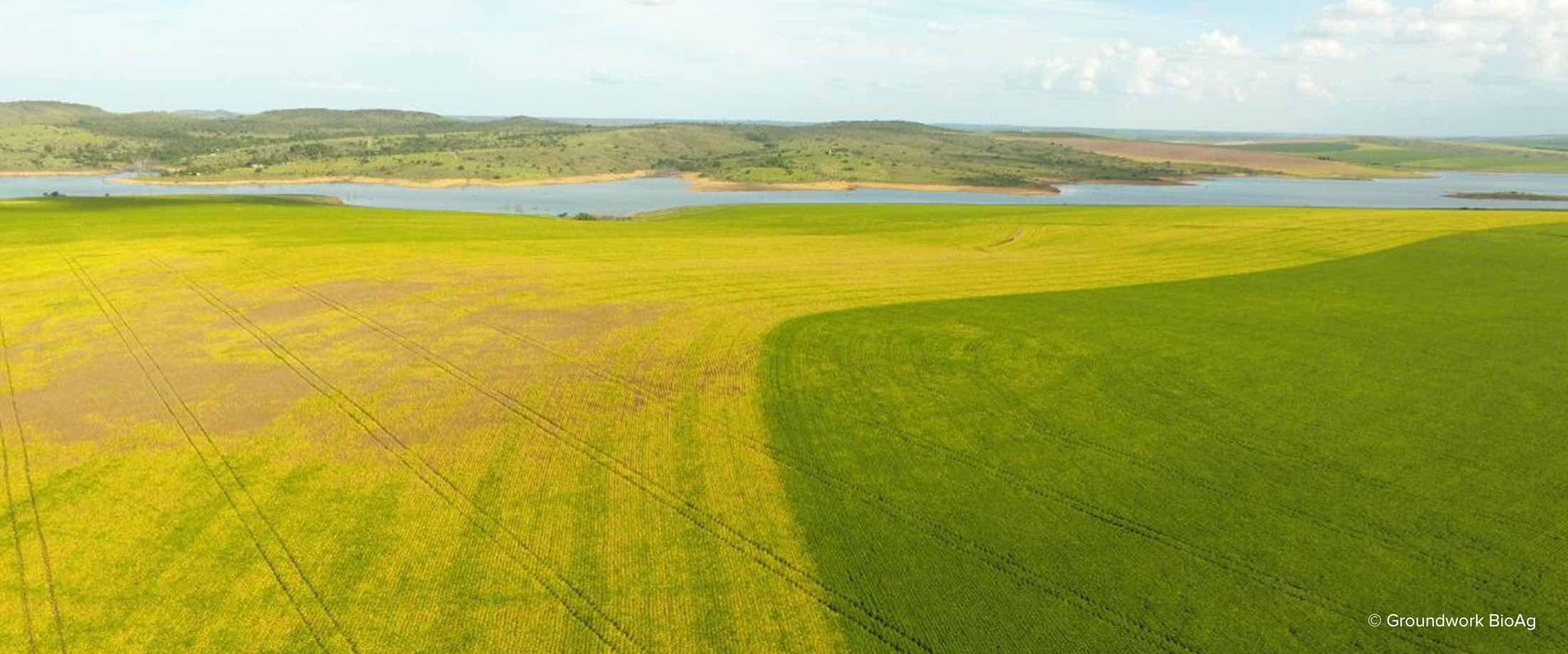 Cropland, half of which has been treated by Rootella and half of which is untreated.