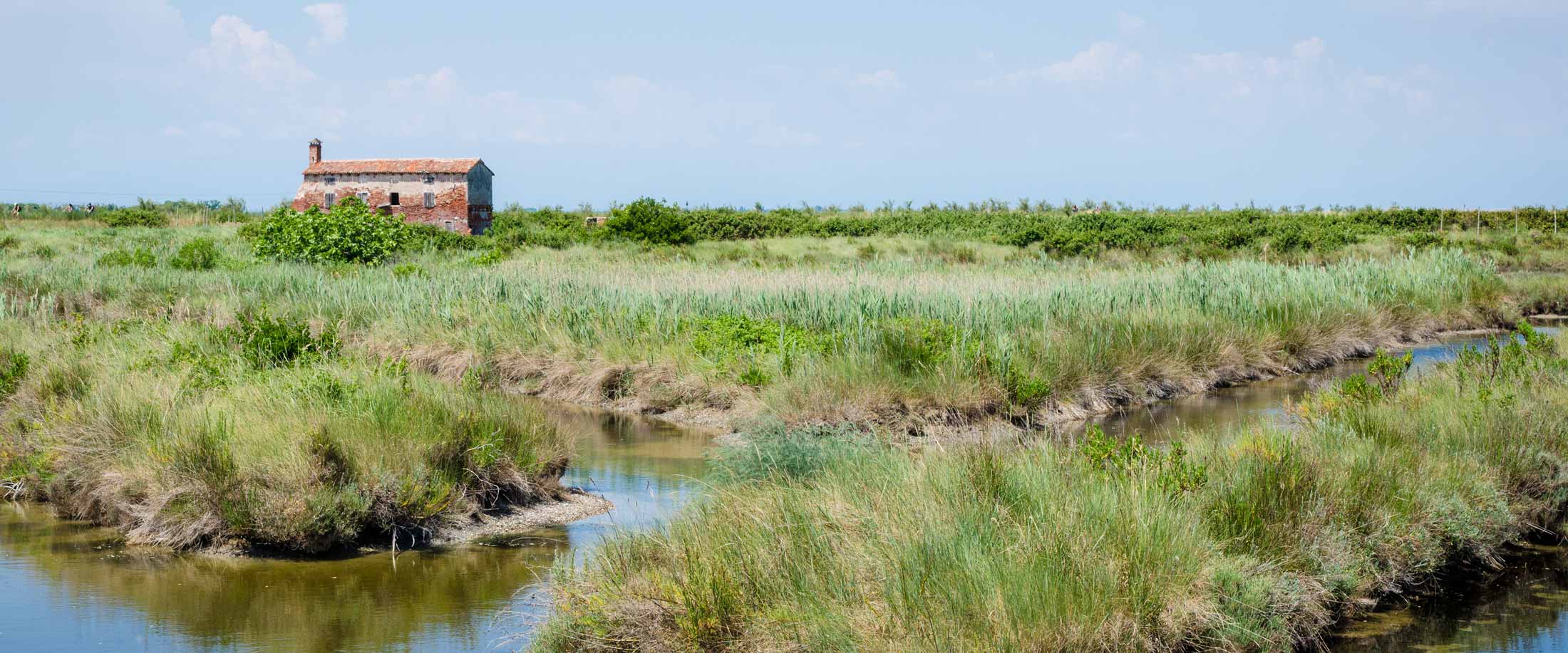 A blue carbon marsh ecosystem in the fishing valleys of Lio Piccolo, near the Valle Paleazza carbon offset project in the Venice Lagoon