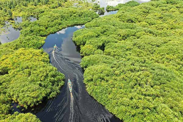 Peat swamp in Sebangau National Park in Indonesian Borneo