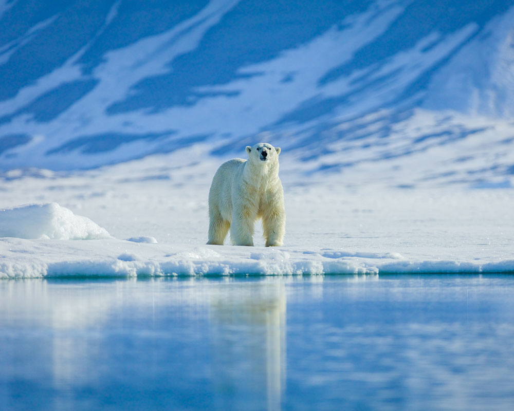 Polar bear walking on the ice in the arctic