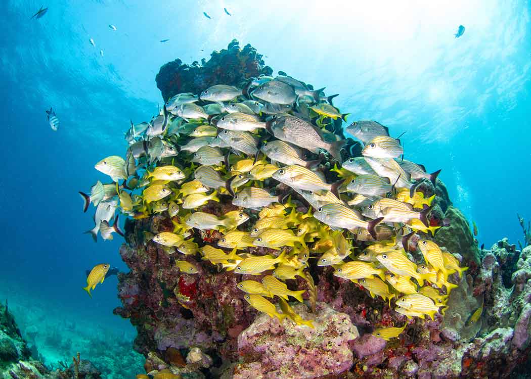 Grunt fish on coral reef in Playa del Carmen, Mexico