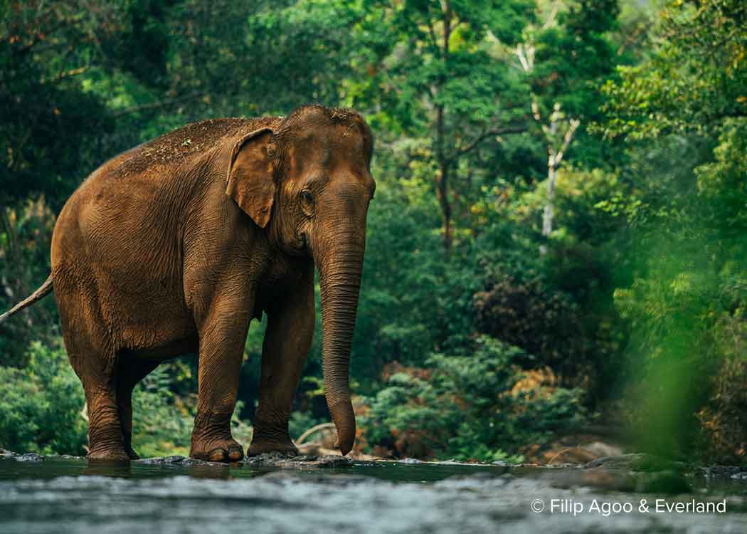 Elephant, Keo Seima carbon offset project