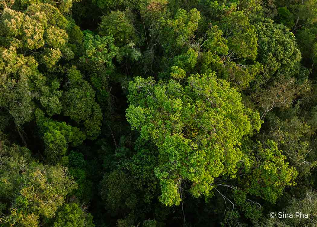 Forest at Jahoo Gibbon Camp, Keo Seima carbon offset project