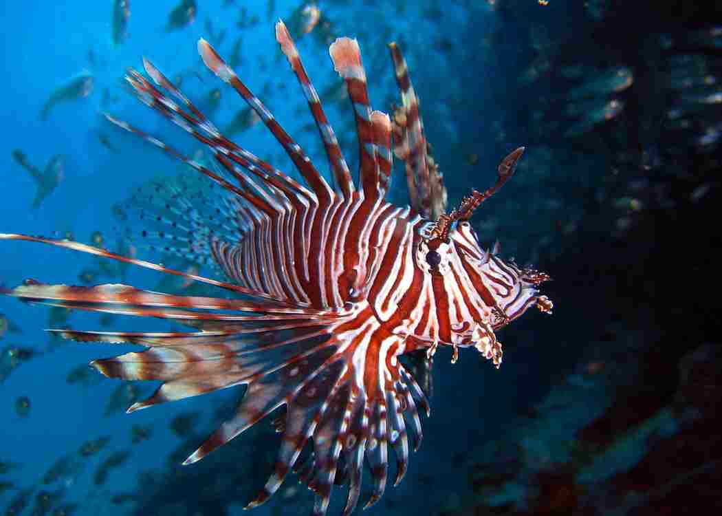 A lionfish swims in the waters off of Cozumel island, where the species has invaded coral reefs.