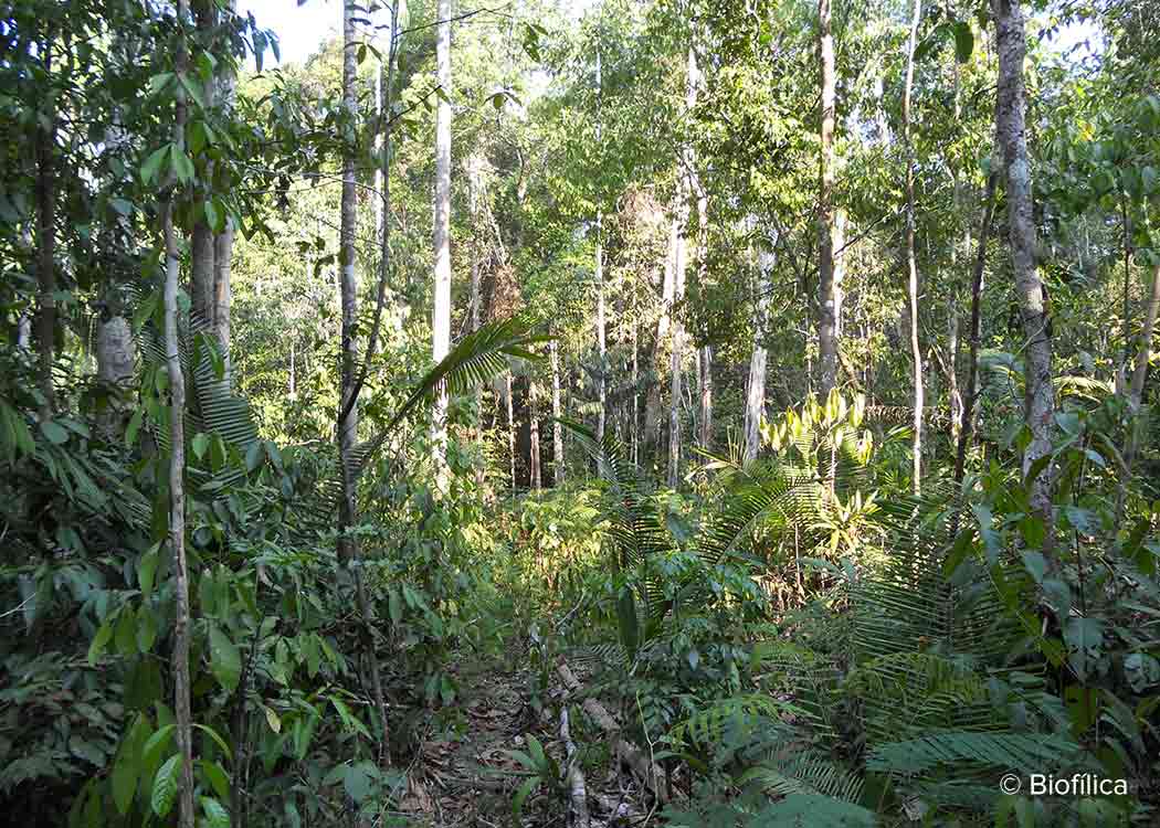 Rio Preto Jacunda carbon offset project that conserves Brazilian Amazon rainforest