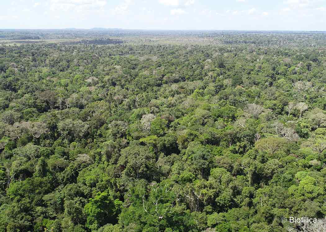 Rio Preto Jacunda carbon offset project that conserves Brazilian Amazon rainforest