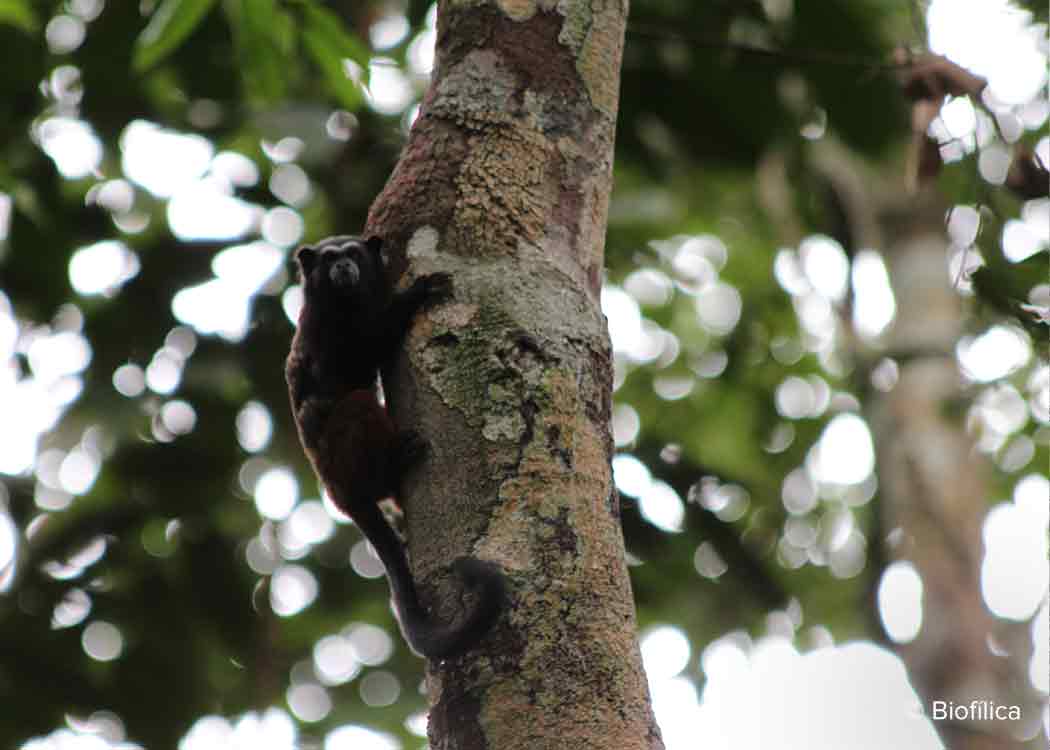 Biodiversity in Rio Preto Jacunda carbon offset project that conserves Brazilian Amazon rainforest