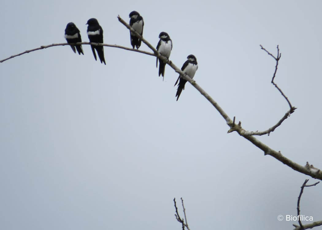 Biodiversity in Rio Preto Jacunda carbon offset project that conserves Brazilian Amazon rainforest