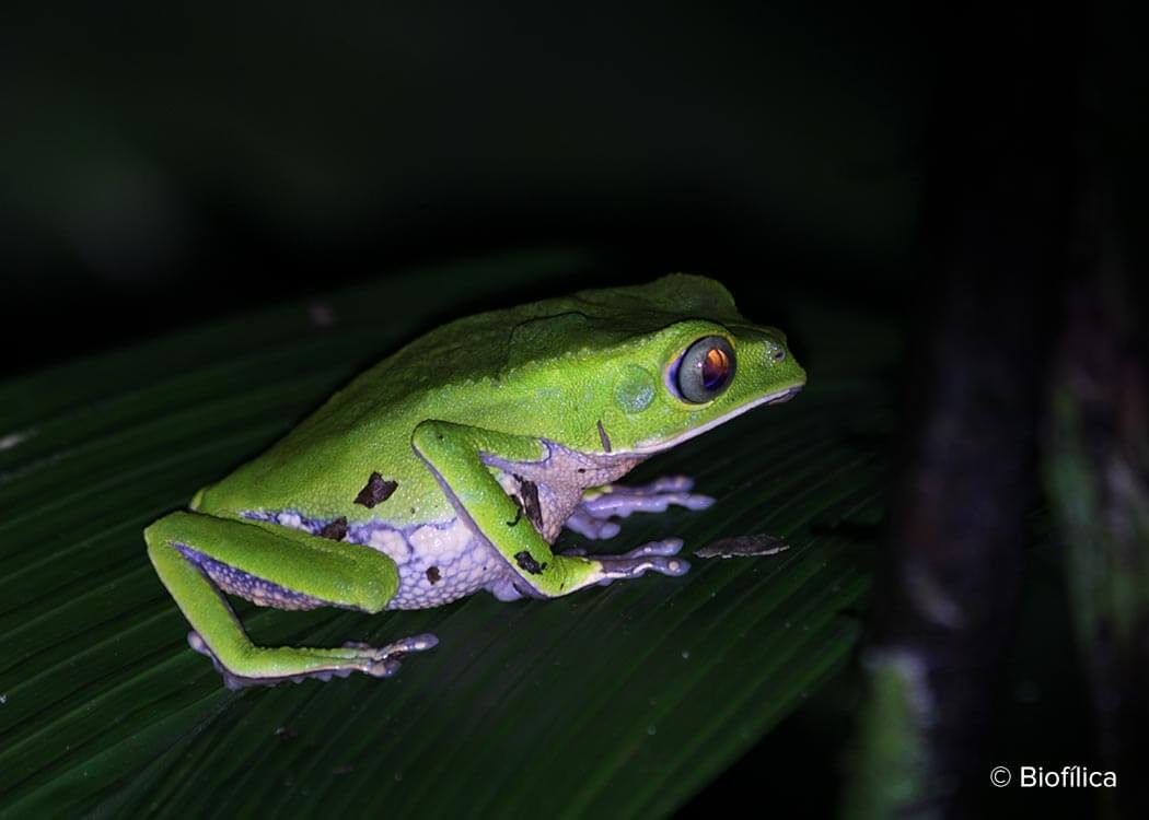 Biodiversity in Rio Preto Jacunda carbon offset project that conserves Brazilian Amazon rainforest