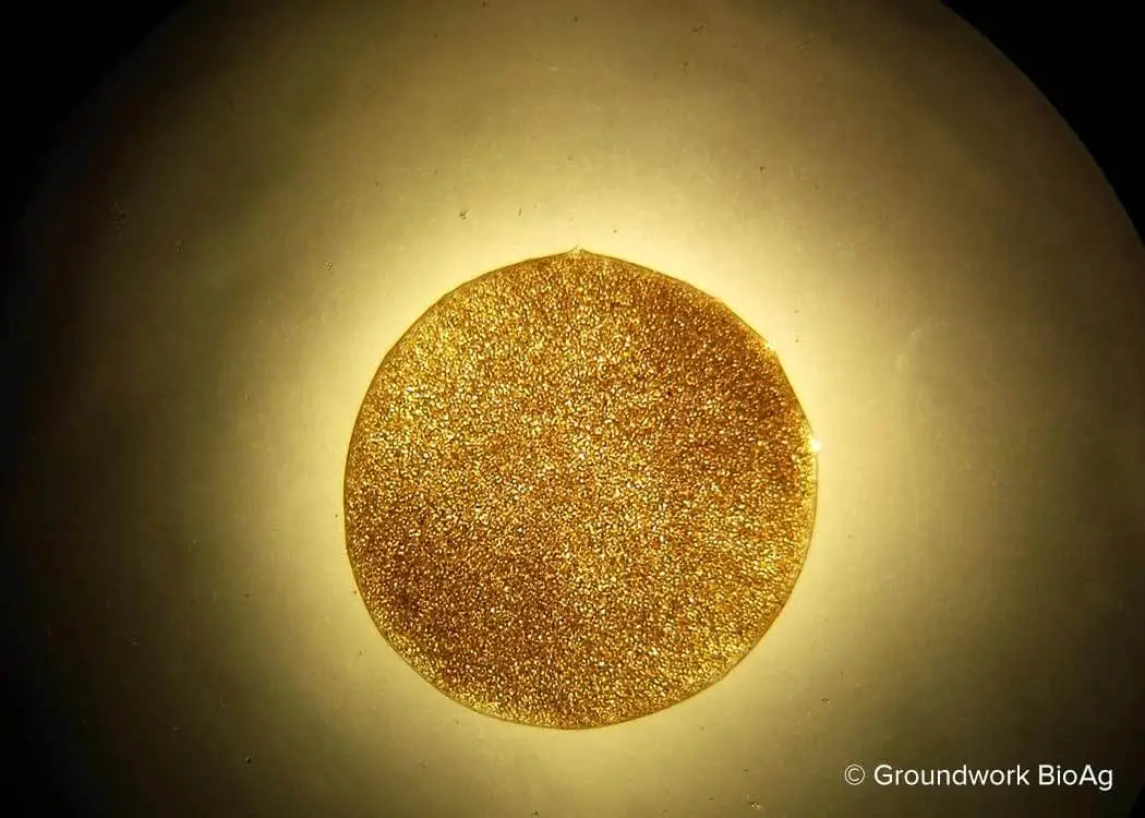 A drop of water containing ~50,000 endomycorrhizal fungal spores