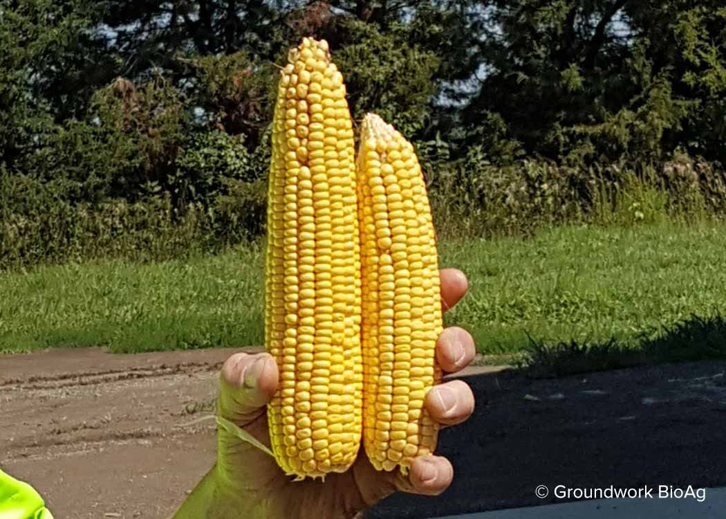 Corn treated with Rootella compared to corn not treated