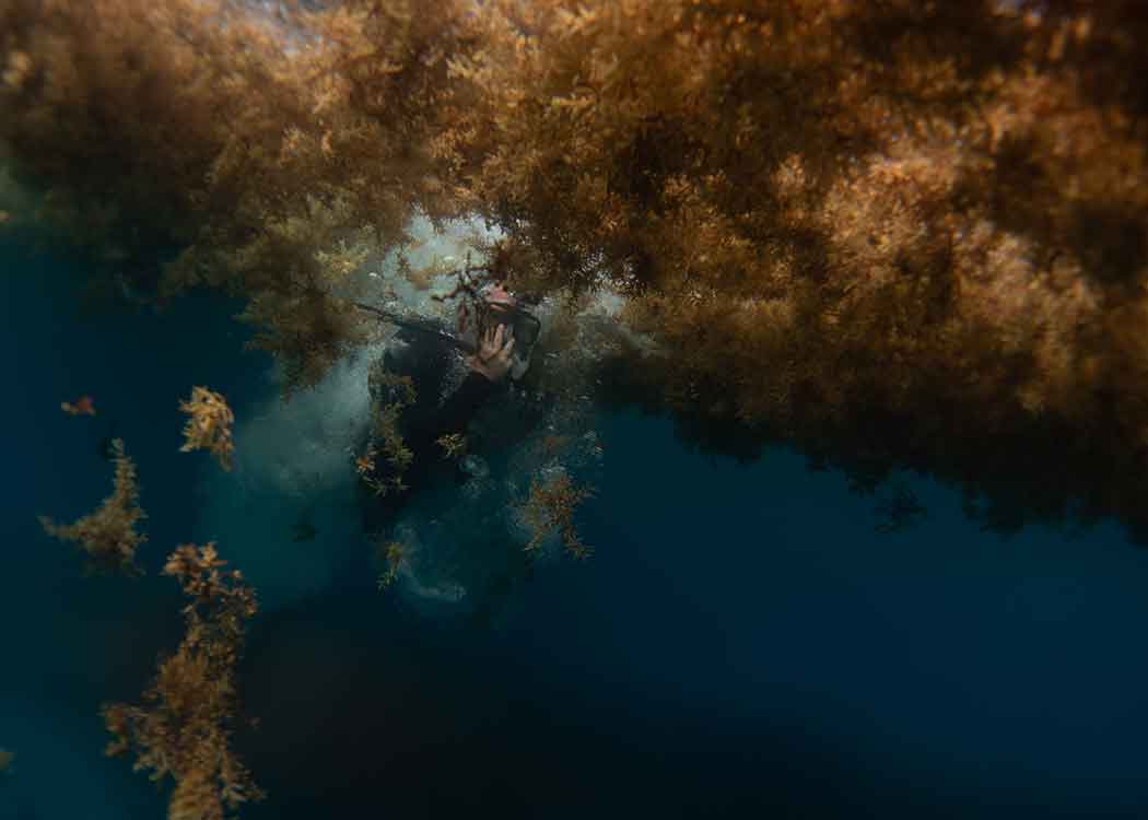 A scuba diver swims through sargassum seaweed in the ocean