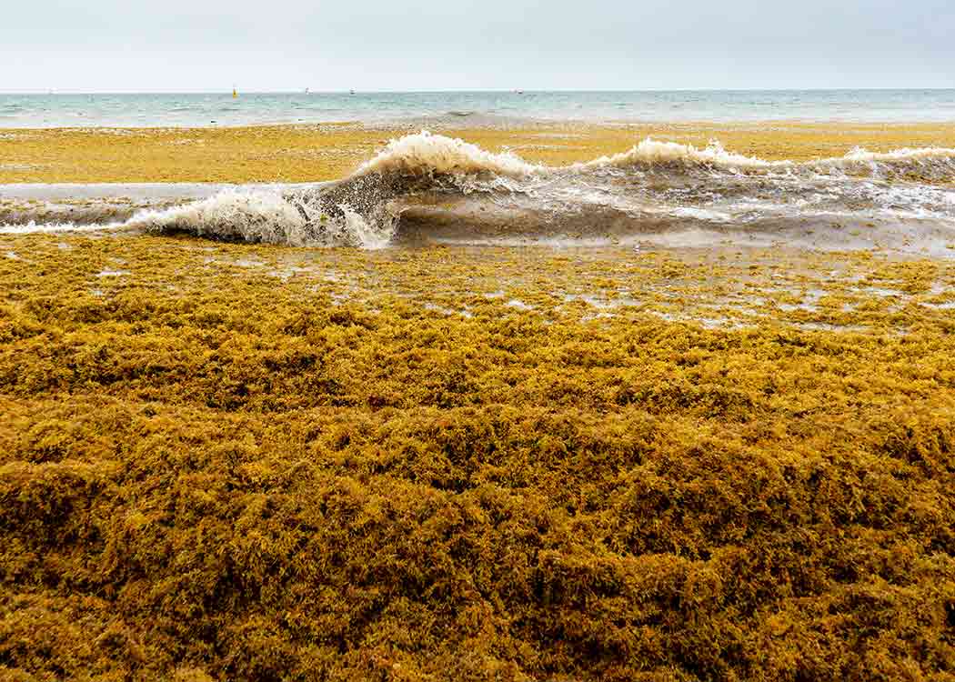 Project-Slider-Sargassum-Mexico-Cancun-Carbon-Offset-1050x750