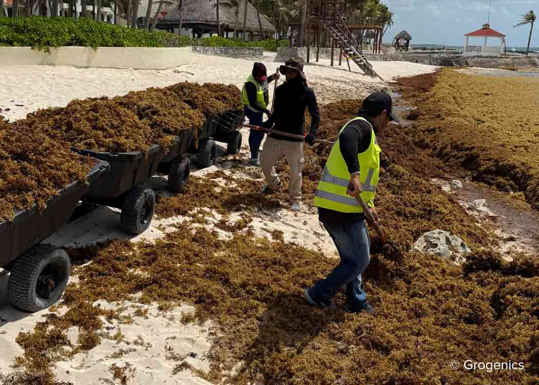 Collecting Sargassum from beaches in Playa del Carmen near Cancun