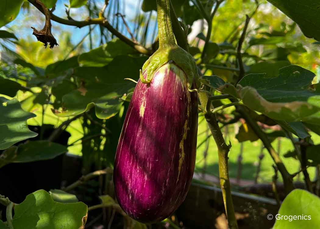 Locally-grown vegetables