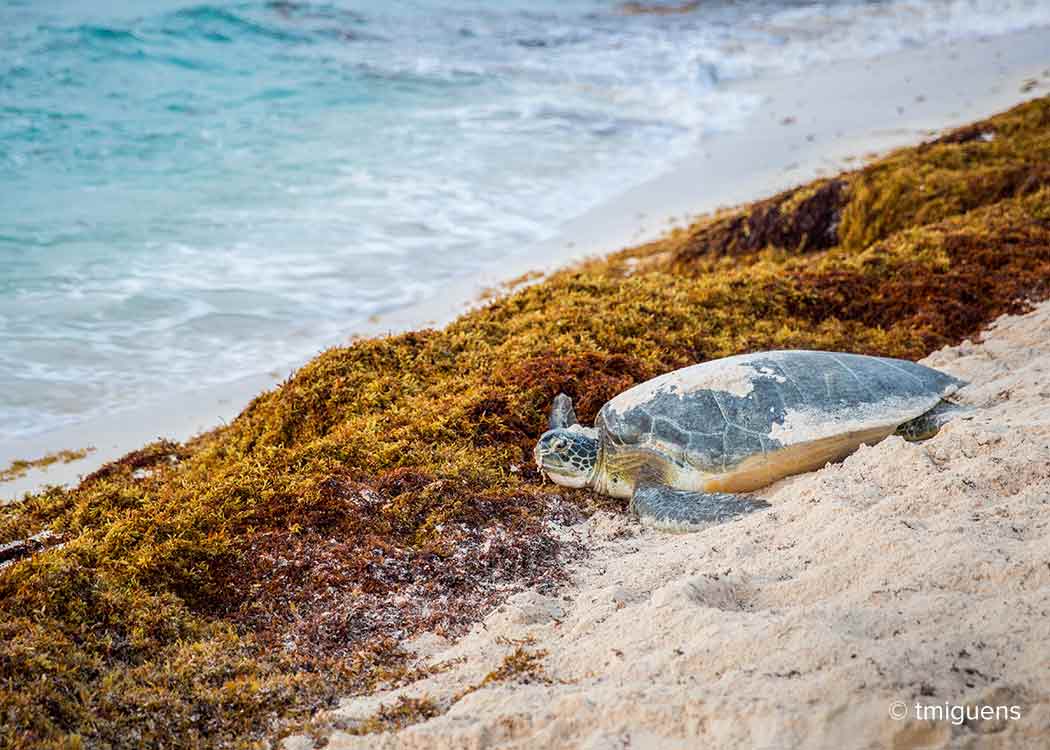Sea Turtle crossing sargassum while returning to the water on a beach in Mexico near Cancun.