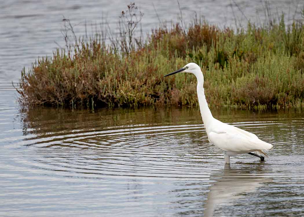 An egret walks through water in a blue carbon marsh in the Venice Lagoon