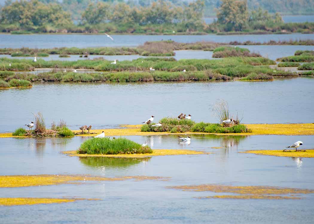 Birds in the marshes of the Venice Lagoon.