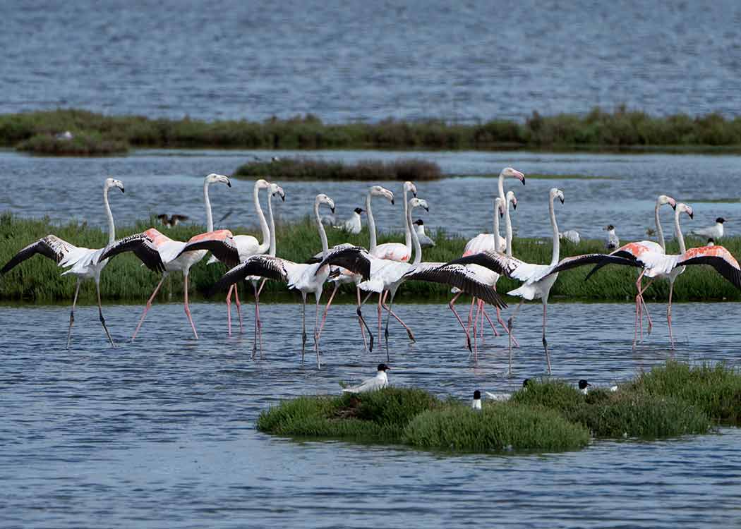 Flamingos in a wetland ecosystem in Lio Piccolo, the area where the Valle Paleazza carbon offset project is located