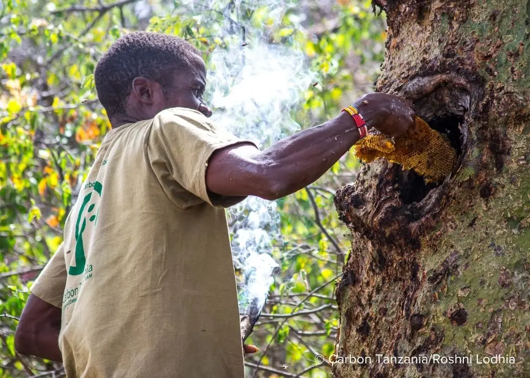 Man collecting honey