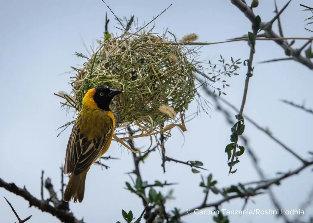 Weaver Bird Nest