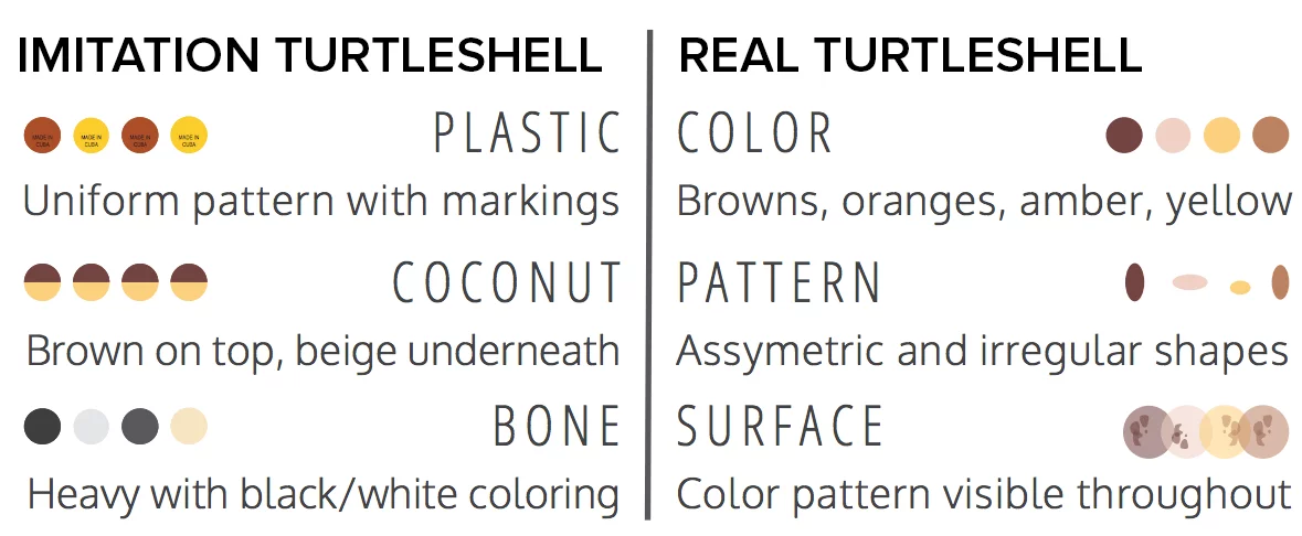 Real vs Fake Turtleshell Web