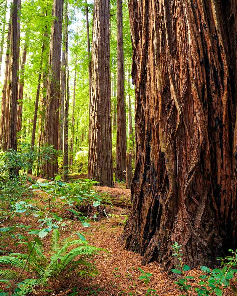 Carbon rich trees in redwood forest