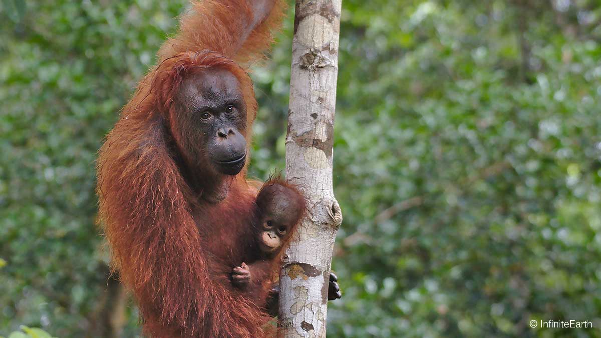 A mother and baby orangutan hang from a tree in Indonesia's Rimba Raya Biodiversity Reserve