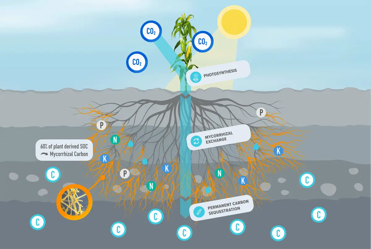 Rootella increases plants natural ability to remove carbon from the atmosphere during photosynthesis and sequester it in the soil.