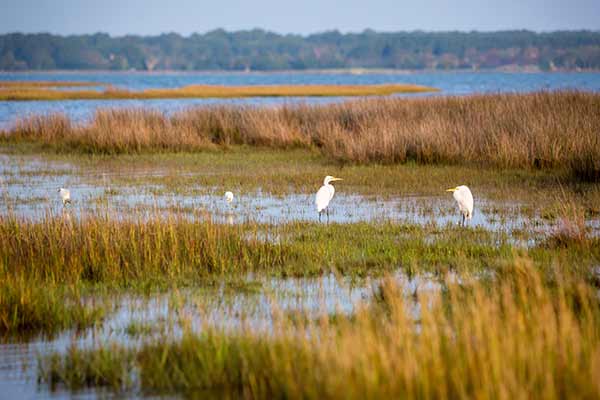 Egret birds wade through a blue carbon salt marsh at Assateague Island, Maryland