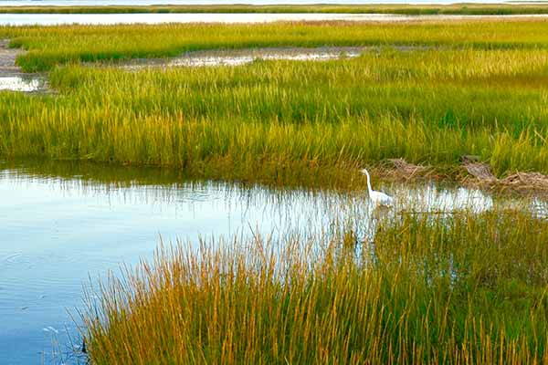 A bird wading through a salt marsh, a blue carbon wetland ecosystem
