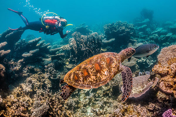 A scuba diver with a turtle