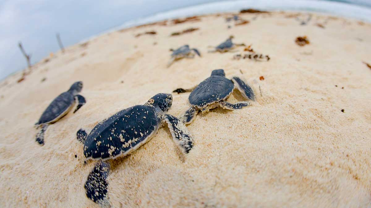7 Ways You Can Protect Nesting Sea Turtles this World Oceans Day