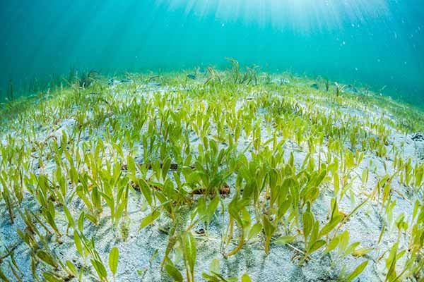 Seagrass meadow, a blue carbon ecosystem in the ocean