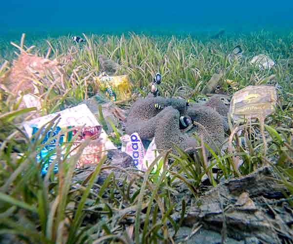 Plastic pollution littering a seagrass meadow in Bali, Indonesia, threatening the blue carbon ecosystem.
